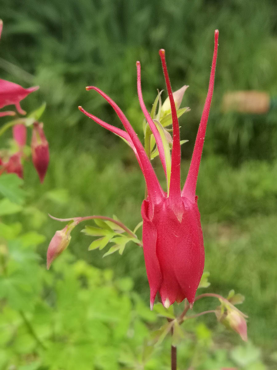 Aquilegia Caerulea 'Koralle'